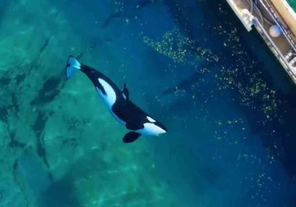 όρκες, δελφίνια, Marineland Antibes, εγκατάλειψη, αιχμαλωσία, Γαλλία, κλείσιμο πάρκου, νομοθεσία, παραστάσεις δελφινιών, θαλάσσια θηλαστικά, μετεγκατάσταση, ακτιβιστές, φιλοζωικές οργανώσεις, TideBreakers, περιβαλλοντική κρίση, άλγη, προστασία ζώων, διεθνής ανησυχία, ζωολογικό πάρκο, ανθρώπινη φροντίδα, Κάννες