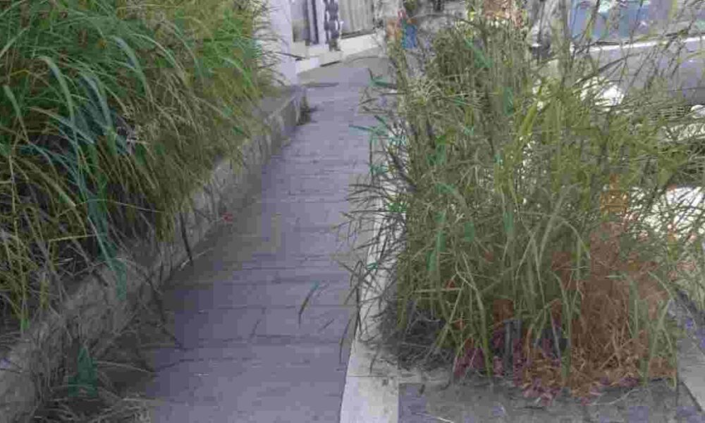 πεζόδρομος, 25ης Μαρτίου, Πάτρα, χόρτα, εγκατάλειψη, πρόσβαση, πεζοί, ασφάλεια, Αγίου Νικολάου, Ρωμαϊκό Ωδείο, πλατεία Αγίου Γεωργίου, τουρισμός, δημότες, καθαριότητα, δήμος Πατρέων, πολιτιστικό ενδιαφέρον, κέντρο Πάτρας, αστική εικόνα, συντήρηση, τουρίστες