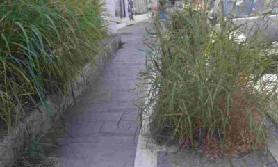 πεζόδρομος, 25ης Μαρτίου, Πάτρα, χόρτα, εγκατάλειψη, πρόσβαση, πεζοί, ασφάλεια, Αγίου Νικολάου, Ρωμαϊκό Ωδείο, πλατεία Αγίου Γεωργίου, τουρισμός, δημότες, καθαριότητα, δήμος Πατρέων, πολιτιστικό ενδιαφέρον, κέντρο Πάτρας, αστική εικόνα, συντήρηση, τουρίστες