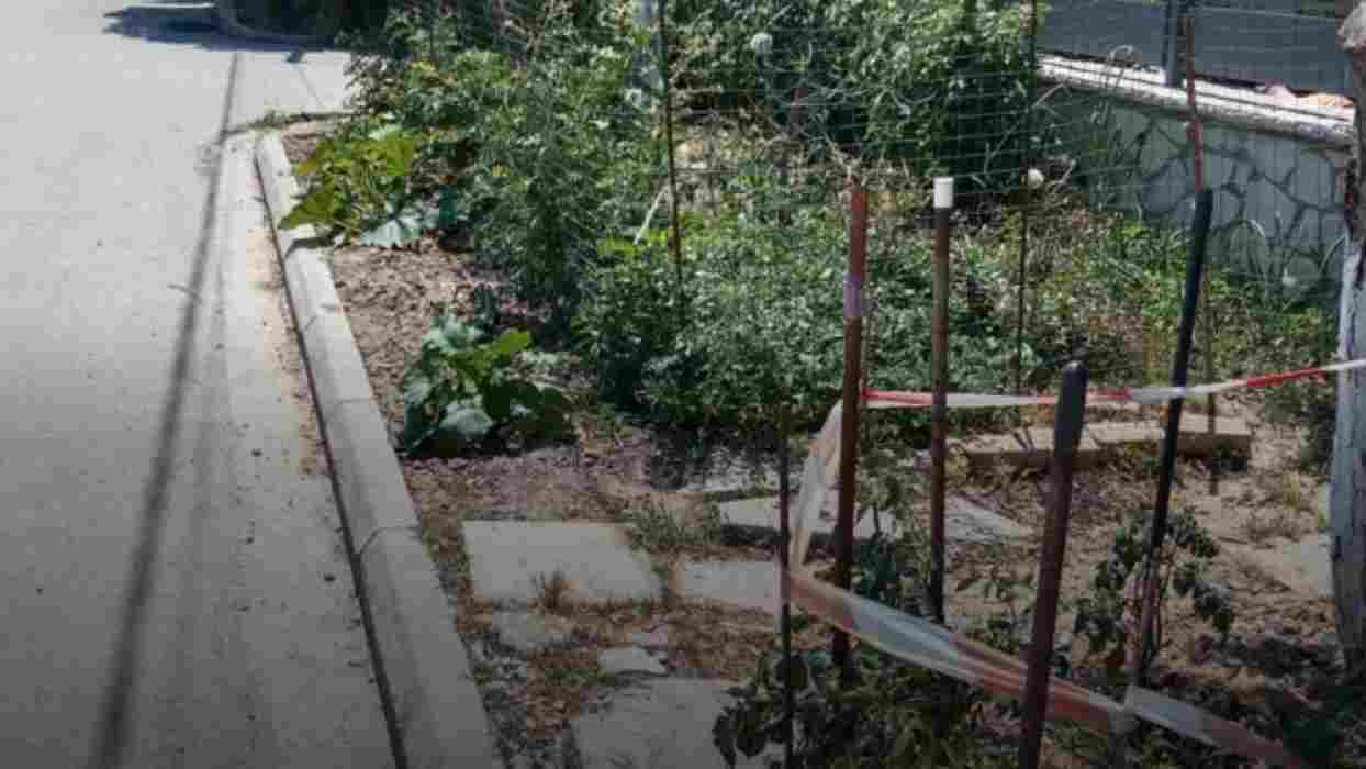 πεζοδρόμιο, Καστελόκαμπος, οδός Αρήτης, λαχανόκηπος, ζαρζαβατικά, κολοκύθια, ντομάτες, ημιτελές έργο, καθυστέρηση, περίοικοι, κηπάριο, ασφάλεια πεζών, δημοτική υπηρεσία, παράπονα κατοίκων, καθημερινότητα, ειρωνεία, κοινοτική πρωτοβουλία, έργα υποδομής, δημόσιος χώρος, αστική ζωή