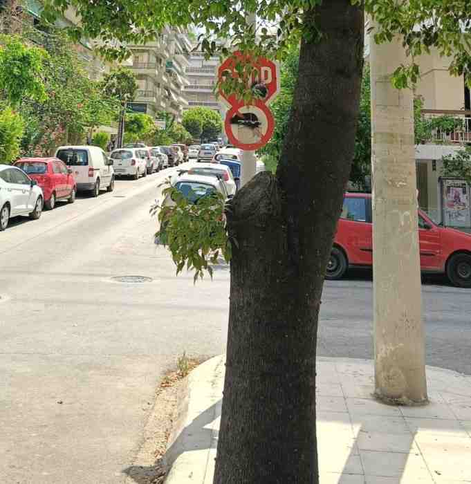 Ζακύνθου, Πέντε Πηγάδια, τροχαία ατυχήματα, τραυματισμοί, επικίνδυνη γωνία, ορατότητα, δέντρα, κλάδεμα, σήμανση, STOP, οδική ασφάλεια, αρμόδιοι φορείς, πρόληψη, δημόσια ασφάλεια, οδικό δίκτυο, κίνδυνος, κάτοικοι, παρέμβαση, τροχαία δυστυχήματα, συμπολίτες, προειδοποίηση, οδική σήμανση