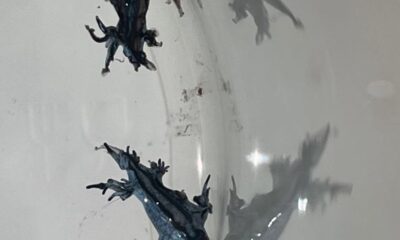 μπλε δράκος, blue dragon, γαλάζιος δράκος, glaucus atlanticus, ισπανία παραλίες, spain beaches, κόστα μπλάνκα, costa blanca, γκουαρνταμάρ ντελ σεγκούρα, guardamar del segura, κόκκινη σημαία, red flag, απαγόρευση κολύμβησης, swimming ban, επικίνδυνο θαλάσσιο πλάσμα, dangerous sea creature, το πιο όμορφο δολοφόνος του ωκεανού, most beautiful killer of the ocean, μέδουσες, jellyfish, θαλάσσια δηλητηριώδη πλάσματα, poisonous sea creatures, ισπανία απαγόρευση παραλίες, spain beach ban, παράκτιος τουρισμός ισπανία, coastal tourism spain, επικίνδυνη θάλασσα, dangerous sea, ισπανικά νέα, spanish news