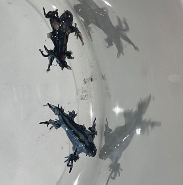 μπλε δράκος, blue dragon, γαλάζιος δράκος, glaucus atlanticus, ισπανία παραλίες, spain beaches, κόστα μπλάνκα, costa blanca, γκουαρνταμάρ ντελ σεγκούρα, guardamar del segura, κόκκινη σημαία, red flag, απαγόρευση κολύμβησης, swimming ban, επικίνδυνο θαλάσσιο πλάσμα, dangerous sea creature, το πιο όμορφο δολοφόνος του ωκεανού, most beautiful killer of the ocean, μέδουσες, jellyfish, θαλάσσια δηλητηριώδη πλάσματα, poisonous sea creatures, ισπανία απαγόρευση παραλίες, spain beach ban, παράκτιος τουρισμός ισπανία, coastal tourism spain, επικίνδυνη θάλασσα, dangerous sea, ισπανικά νέα, spanish news