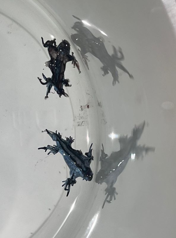 μπλε δράκος, blue dragon, γαλάζιος δράκος, glaucus atlanticus, ισπανία παραλίες, spain beaches, κόστα μπλάνκα, costa blanca, γκουαρνταμάρ ντελ σεγκούρα, guardamar del segura, κόκκινη σημαία, red flag, απαγόρευση κολύμβησης, swimming ban, επικίνδυνο θαλάσσιο πλάσμα, dangerous sea creature, το πιο όμορφο δολοφόνος του ωκεανού, most beautiful killer of the ocean, μέδουσες, jellyfish, θαλάσσια δηλητηριώδη πλάσματα, poisonous sea creatures, ισπανία απαγόρευση παραλίες, spain beach ban, παράκτιος τουρισμός ισπανία, coastal tourism spain, επικίνδυνη θάλασσα, dangerous sea, ισπανικά νέα, spanish news