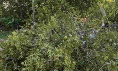 Πάτρα, ισχυροί άνεμοι, πτώση δέντρου, καλώδια, οδός Μειλίχου, Ολύμπιο Θεραπευτήριο, αστυνομία, πυροσβεστική, διακοπή ρεύματος, ασφαλεία πολιτών, έκτακτο συμβάν, καιρικές συνθήκες, απομάκρυνση δέντρου, κίνδυνος, επιχείρηση διάσωσης, κυκλοφοριακή συμφόρηση