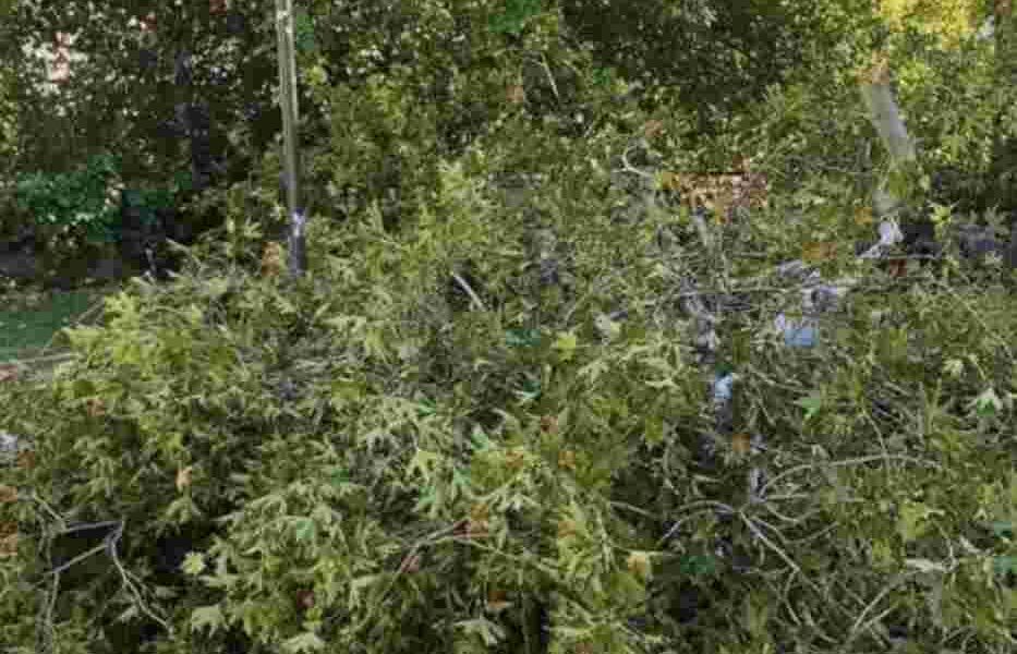 Πάτρα, ισχυροί άνεμοι, πτώση δέντρου, καλώδια, οδός Μειλίχου, Ολύμπιο Θεραπευτήριο, αστυνομία, πυροσβεστική, διακοπή ρεύματος, ασφαλεία πολιτών, έκτακτο συμβάν, καιρικές συνθήκες, απομάκρυνση δέντρου, κίνδυνος, επιχείρηση διάσωσης, κυκλοφοριακή συμφόρηση