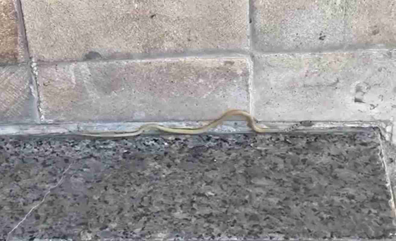 φίδι Πάτρα, snake Patras, φίδι στο κέντρο, snake in city center, πεζόδρομος Μαιζώνος, Maizonos pedestrian street, πλατεία Γεωργίου Πάτρα, Georgiou Square Patras, ποντικόφιδο Πάτρα, rat snake Patras, φίδι Ελλάδα, snake Greece, ερπετό σε πόλη, reptile in city, μη δηλητηριώδες φίδι, non-venomous snake, αναστάτωση στο κέντρο, disturbance in city center, φίδι καταστηματάρχες, snake shop owners, φίδι περαστικοί, snake pedestrians, φίδια σε αστικό περιβάλλον, snakes in urban area