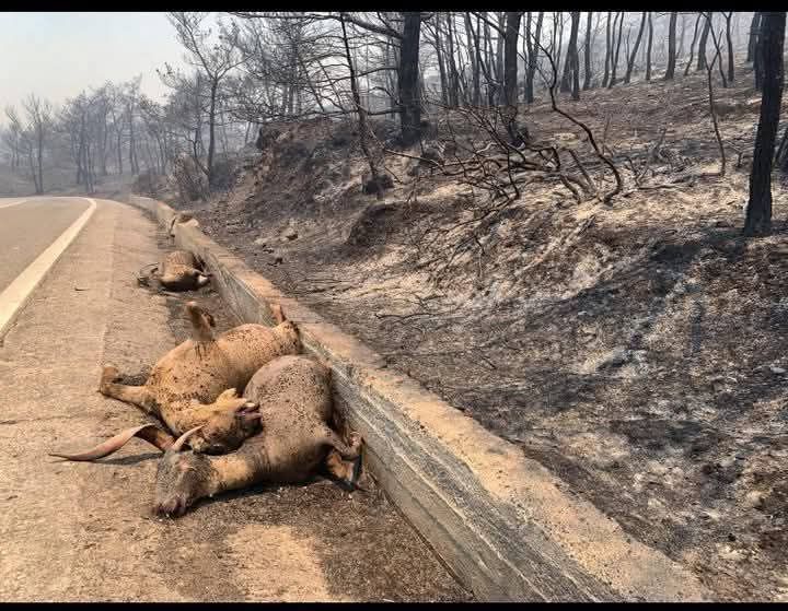 Δεν υπάρχει διαθέσιμη περιγραφή για τη φωτογραφία.