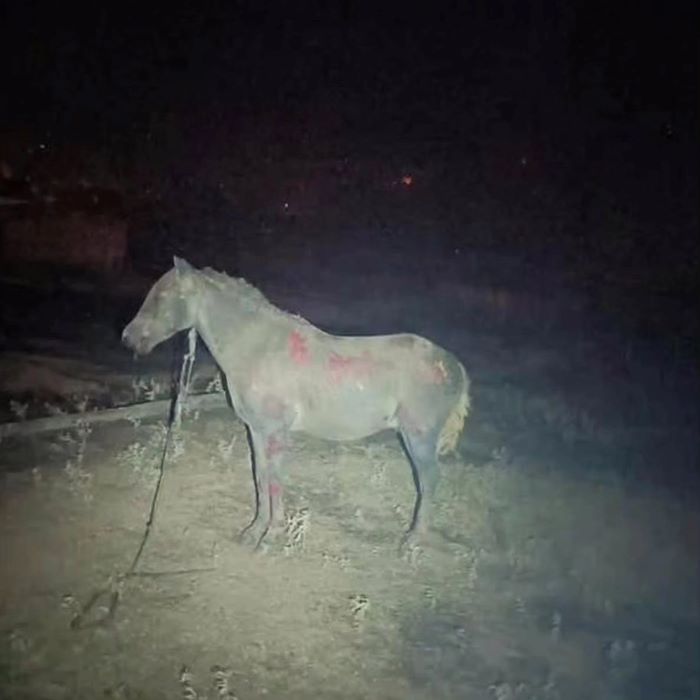 Δήμος Ζηρού, άλογο, πυρκαγιά, εγκαύματα, ζωικό κεφάλαιο, φιλόζωοι, κτηνιατρική φροντίδα, φωτιά, καταστροφή, πυρκαγιά Ζηρού, ζώα, βοήθεια, φιλοζωικές οργανώσεις, καπνός, τραυματισμένα ζώα, διάσωση ζώων