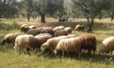 Αχαΐα, Δυτική Αχαΐα, Λακκόπετρα, ευλογιά αιγοπροβάτων, ύποπτα κρούσματα, νεκρά ζώα, κτηνίατρος, Κτηνιατρικό Εργαστήριο Αθηνών, κτηνοτροφικές μονάδες, Περιφέρεια Δυτικής Ελλάδας, Διεύθυνση Κτηνιατρικής Υπηρεσίας, κατάσταση έκτακτης ανάγκης, επιτόπιοι έλεγχοι, ζωονόσος, εξάπλωση νόσου, θάνατος ζώων, επιβεβαίωση κρουσμάτων, αγροτική κρίση, κτηνοτροφία, ασθένεια προβάτων