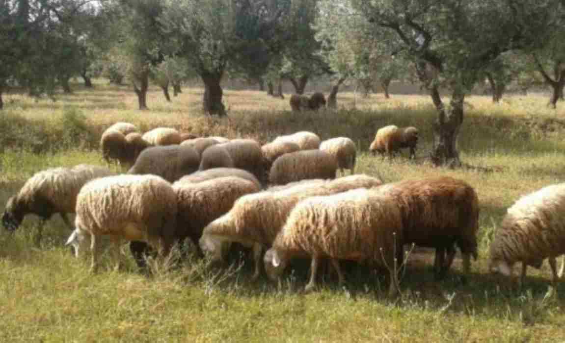 Αχαΐα, Δυτική Αχαΐα, Λακκόπετρα, ευλογιά αιγοπροβάτων, ύποπτα κρούσματα, νεκρά ζώα, κτηνίατρος, Κτηνιατρικό Εργαστήριο Αθηνών, κτηνοτροφικές μονάδες, Περιφέρεια Δυτικής Ελλάδας, Διεύθυνση Κτηνιατρικής Υπηρεσίας, κατάσταση έκτακτης ανάγκης, επιτόπιοι έλεγχοι, ζωονόσος, εξάπλωση νόσου, θάνατος ζώων, επιβεβαίωση κρουσμάτων, αγροτική κρίση, κτηνοτροφία, ασθένεια προβάτων