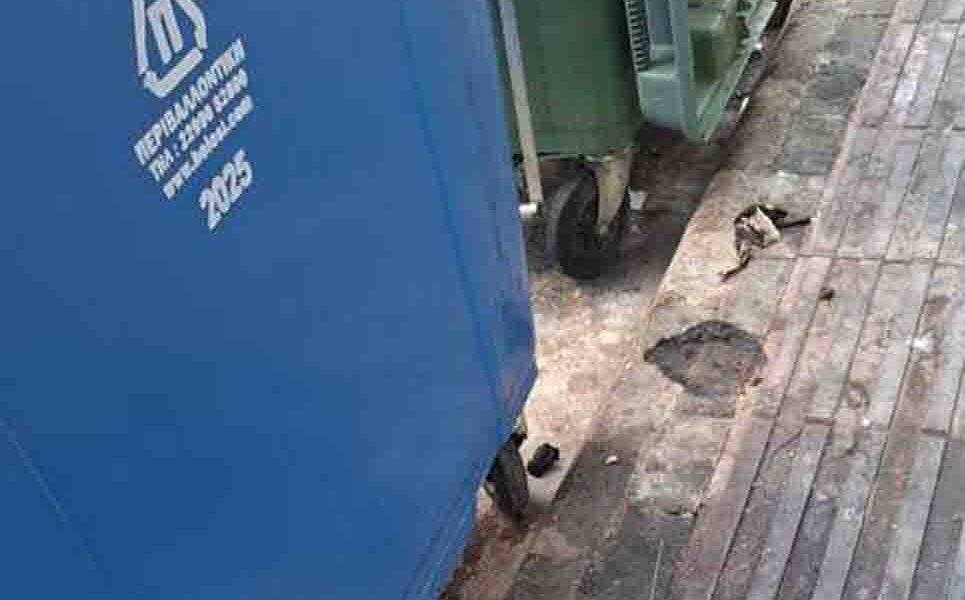 καθαριότητα, κάτοικοι, κέντρο, κατσαρίδες, κάδοι, Δήμος, δημοτική αρχή, παράπονα, ζέστη, βρωμιά