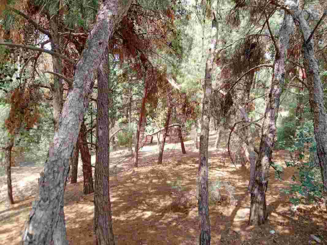 Πάτρα, Δασύλλιο, αστικός πνεύμονας, καθαρισμός δάσους, πυρκαγιά, προστασία περιβάλλοντος, Δημοτική Αρχή, αδιαφορία, πολίτες, εθελοντική δράση, δημόσια έκκληση, αντιπολίτευση, Κυριάκος Μητσοτάκης, Νέα Δημοκρατία, Λαϊκή Υποκρισία, αστικό πράσινο, φυσικοί πόροι, οικολογία, τοπική αυτοδιοίκηση, περιβαλλοντική ευθύνη, Πάτρα σήμερα, κοινωνική ευαισθησία, προστασία δασών, φυσικός πνεύμονας Πάτρας