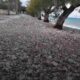 Αραχωβίτικα, Arachovitika, παραλιακός δρόμος, coastal road, διάβρωση παραλίας, beach erosion, αρμυρίκια, tamarisks, αιγιαλός, seashore, προστασία ακτής, coastal protection, φυσικοί ογκόλιθοι, natural boulders, κακοτεχνίες Δήμου, municipal mismanagement, κίνδυνος πλημμύρας, flood risk, θυελλώδεις άνεμοι, strong winds, χειμερινή διάβρωση, winter erosion, διαχείριση αιγιαλού, shoreline management, καταγγελία κατοίκων, residents’ complaint, προστασία περιβάλλοντος, environmental protection, Ελλάδα, Greece, παραλία, beach, παράκτια ζώνη,