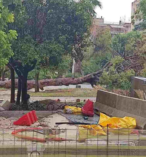 Πλατεία Όλγας, Olga Square, Πάτρα, Patras, πτώση δέντρου, tree fall, πεύκο, pine tree, κακοκαιρία, bad weather, έργα πλατείας, square renovation works, ατύχημα, accident, ευτυχές περιστατικό, lucky escape, καταστηματάρχες Πλατείας Όλγας, Olga Square shop owners, δημοτικά έργα, municipal works, ασφάλεια δημοσίων χώρων, public safety, πτώση πεύκου, pine tree collapse, βροχόπτωση, heavy rain, ζημιές, damages, δημοτικά συνεργεία, municipal crews, έλεγχος πρασίνου, tree maintenance, Πλατεία Όλγας Πάτρα, Olga Square Patras, περιστατικό Πάτρα, Patras incident, τοπική είδηση, local news, ελληνική πόλη, Greek city, επικίνδυνα δέντρα, dangerous trees, ξεριζώθηκε πεύκο, uprooted pine tree, χωρίς τραυματισμούς, no injuries, καιρικά φαινόμενα, weather conditions