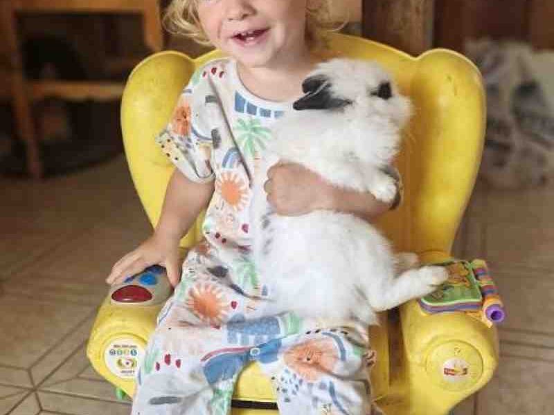 Ζάκυνθος, Zakynthos, επίθεση σκύλου, dog attack, 2χρονος, 2-year-old, Πίτμπουλ, Pitbull, θάνατος παιδιού, child death, Robbie Deeth, Leon Dulia, τραγωδία Ζάκυνθος, Zakynthos tragedy, οικογενειακό σκυλί, family dog, κυνηγοί, hunters, αιτία επίθεσης, cause of attack, Daily Mail, Ελλάδα,