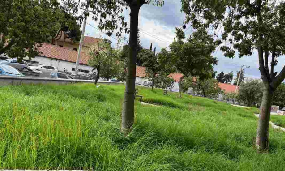 Πλατεία Ηρώων Σύνορα, Heroes Square Synora, Καθαριότητα Πλατείας, Square Cleaning, Δημοτική Αδιαφορία, Municipal Indifference, Εγκατάλειψη Πλατείας, Square Neglect, Σύνορα Αττική, Synora Attica, Αγριόχορτα πλατεία, Overgrowth in square, Κατάσταση ζούγκλα, Jungle condition, Χόρτα ψηλά, Tall weeds, Μη συντήρηση πάρκου, Lack of park maintenance, Υποβάθμιση δημόσιου χώρου, Public space degradation, Καταγγελία Δήμου, Complaint to Municipality, Διαμαρτυρία κατοίκων, Residents protest, Αποψίλωση πλατείας, Square clearing, Αρμόδιες υπηρεσίες Δήμου, Municipal authorities, Δημοτικό πρόβλημα,