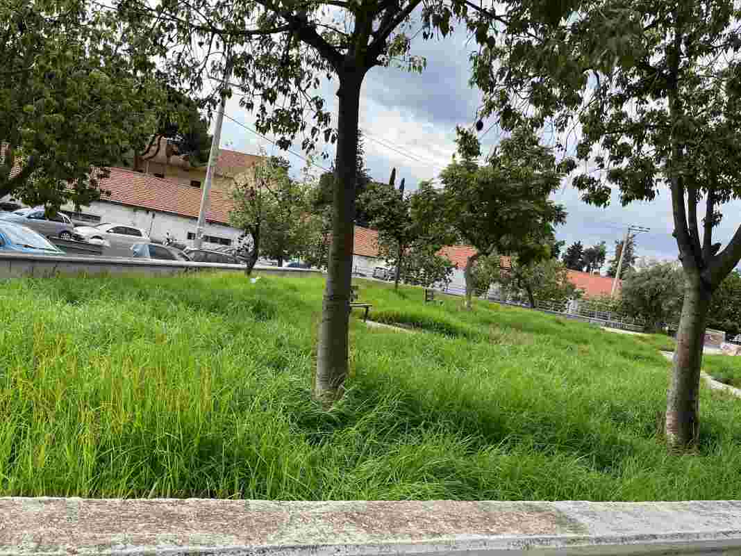 Πλατεία Ηρώων Σύνορα, Heroes Square Synora, Καθαριότητα Πλατείας, Square Cleaning, Δημοτική Αδιαφορία, Municipal Indifference, Εγκατάλειψη Πλατείας, Square Neglect, Σύνορα Αττική, Synora Attica, Αγριόχορτα πλατεία, Overgrowth in square, Κατάσταση ζούγκλα, Jungle condition, Χόρτα ψηλά, Tall weeds, Μη συντήρηση πάρκου, Lack of park maintenance, Υποβάθμιση δημόσιου χώρου, Public space degradation, Καταγγελία Δήμου, Complaint to Municipality, Διαμαρτυρία κατοίκων, Residents protest, Αποψίλωση πλατείας, Square clearing, Αρμόδιες υπηρεσίες Δήμου, Municipal authorities, Δημοτικό πρόβλημα,