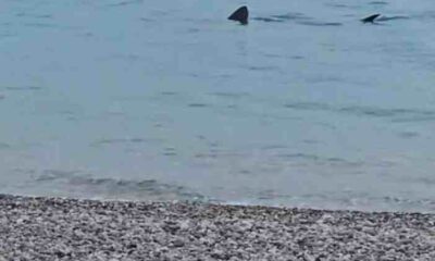 Καρχαρίας Λουτράκι, Shark Loutraki, Καρχαρίας Κορινθιακός, Shark Corinthian Gulf, Καρχαρίας ρηχά, Shark shallow water, εμφάνιση καρχαρία Λουτράκι, shark sighting Loutraki, μεγάλος καρχαρίας παραλία, large shark beach, 4 μέτρα καρχαρίας, 4 meter shark, Κορινθιακός Κόλπος καρχαρίες, Corinthian Gulf sharks, βίντεο καρχαρίας Λουτράκι, Loutraki shark video, καρχαρίας 4 μέτρων, 4-5 meter shark, θαλάσσια ζωή Ελλάδα, marine life Greece, Loutraki news, Λουτράκι νέα,