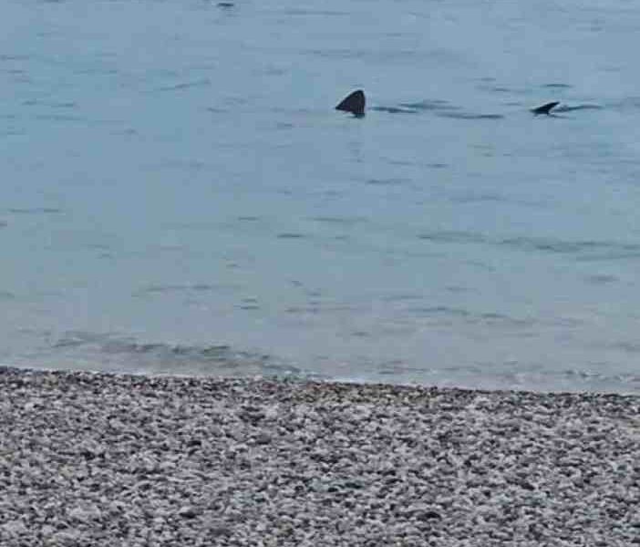 Καρχαρίας Λουτράκι, Shark Loutraki, Καρχαρίας Κορινθιακός, Shark Corinthian Gulf, Καρχαρίας ρηχά, Shark shallow water, εμφάνιση καρχαρία Λουτράκι, shark sighting Loutraki, μεγάλος καρχαρίας παραλία, large shark beach, 4 μέτρα καρχαρίας, 4 meter shark, Κορινθιακός Κόλπος καρχαρίες, Corinthian Gulf sharks, βίντεο καρχαρίας Λουτράκι, Loutraki shark video, καρχαρίας 4 μέτρων, 4-5 meter shark, θαλάσσια ζωή Ελλάδα, marine life Greece, Loutraki news, Λουτράκι νέα,