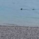 Καρχαρίας Λουτράκι, Shark Loutraki, Καρχαρίας Κορινθιακός, Shark Corinthian Gulf, Καρχαρίας ρηχά, Shark shallow water, εμφάνιση καρχαρία Λουτράκι, shark sighting Loutraki, μεγάλος καρχαρίας παραλία, large shark beach, 4 μέτρα καρχαρίας, 4 meter shark, Κορινθιακός Κόλπος καρχαρίες, Corinthian Gulf sharks, βίντεο καρχαρίας Λουτράκι, Loutraki shark video, καρχαρίας 4 μέτρων, 4-5 meter shark, θαλάσσια ζωή Ελλάδα, marine life Greece, Loutraki news, Λουτράκι νέα,