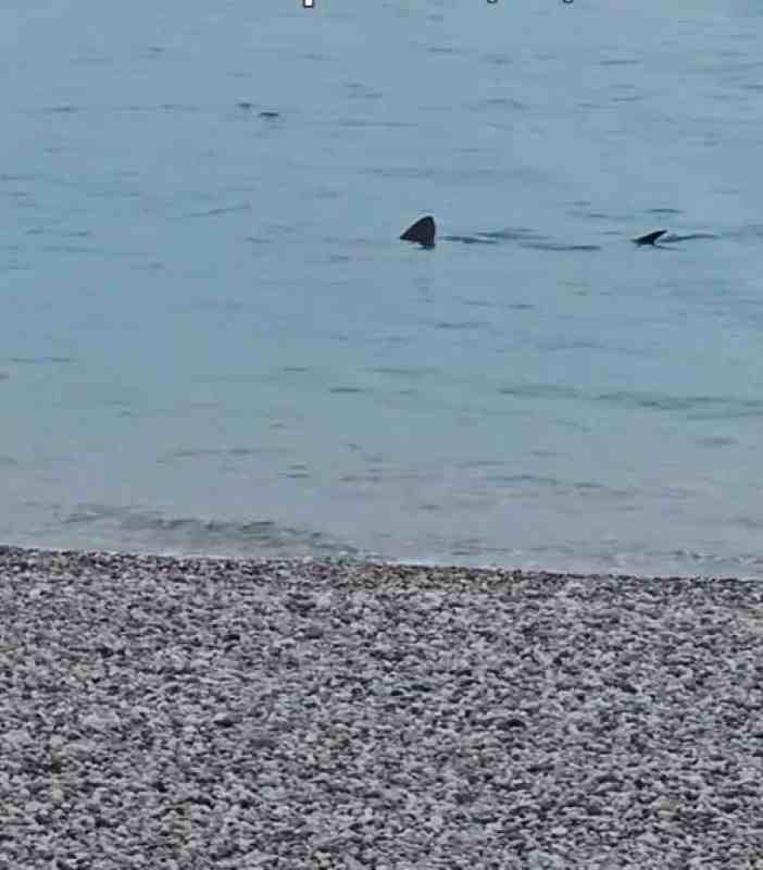Καρχαρίας Λουτράκι, Shark Loutraki, Καρχαρίας Κορινθιακός, Shark Corinthian Gulf, Καρχαρίας ρηχά, Shark shallow water, εμφάνιση καρχαρία Λουτράκι, shark sighting Loutraki, μεγάλος καρχαρίας παραλία, large shark beach, 4 μέτρα καρχαρίας, 4 meter shark, Κορινθιακός Κόλπος καρχαρίες, Corinthian Gulf sharks, βίντεο καρχαρίας Λουτράκι, Loutraki shark video, καρχαρίας 4 μέτρων, 4-5 meter shark, θαλάσσια ζωή Ελλάδα, marine life Greece, Loutraki news, Λουτράκι νέα,