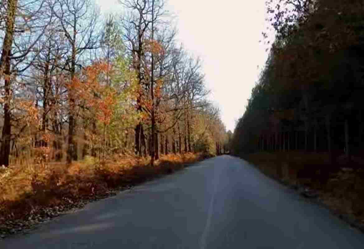 Δρυόδασος Φολόης, Pholoe Oak Forest, δάσος βελανιδιών, oak forest, Δάσος Φολόης, Foloi Forest, Ηλεία, Elis, φυσικός προορισμός, natural destination, φυσικό κοντράστ, natural contrast, φυλλοβόλα δέντρα, deciduous trees, αειθαλή δέντρα, evergreen trees, χειμερινή απόδραση, winter getaway, Up Stories, βίντεο Φολόη, Foloi video, ταξίδι φύση, nature travel, μοναδικό δάσος, unique forest, Πελοπόννησος, Peloponnese, οδική διαδρομή,