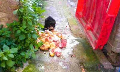 Πάτρα, Patras, ζωικά υπολείμματα, animal by-products, διαχείριση απορριμμάτων, waste management, δημόσια υγεία, public health, οδός Κανακάρη, Kanakari street, Σύλλογος Κρεοπωλών Πατρών, Patras Butchers Association, ανακύκλωση κρέατος, meat recycling, υγειονομική βόμβα, health hazard, απόβλητα σφαγείων, slaughterhouse waste, κυκλική οικονομία, circular economy, πρόστιμα δήμου, municipal fines, περιβαλλοντική μόλυνση, environmental pollution, επεξεργασία ζωικών υπολειμμάτων,