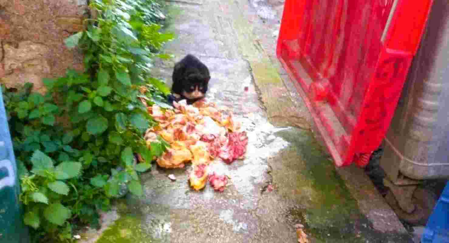 Πάτρα, Patras, ζωικά υπολείμματα, animal by-products, διαχείριση απορριμμάτων, waste management, δημόσια υγεία, public health, οδός Κανακάρη, Kanakari street, Σύλλογος Κρεοπωλών Πατρών, Patras Butchers Association, ανακύκλωση κρέατος, meat recycling, υγειονομική βόμβα, health hazard, απόβλητα σφαγείων, slaughterhouse waste, κυκλική οικονομία, circular economy, πρόστιμα δήμου, municipal fines, περιβαλλοντική μόλυνση, environmental pollution, επεξεργασία ζωικών υπολειμμάτων,