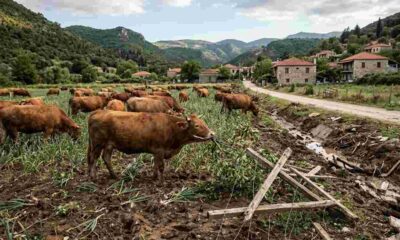 Άνω Καστρίτσι, Πάτρα, αδέσποτα βοοειδή, ζημιές σε καλλιέργειες, αγροτική παραγωγή, Δασαρχείο Πατρών, δικαστική αναβολή, αποζημίωση αγροτών, κτηνοτροφική αυθαιρεσία, προβλήματα κτηνοτροφίας, Ano Kastritsi, Patras, stray cattle, crop damage, agricultural losses, Patras Forest Service, court postponement, farmer compensation, livestock issues, rural law, Ano Kastritsi, Patra, adespota vooeidi, zimies se kalliergies, agrotiki paragogi, Dasarcheio Patron, dikastiki anavoli, apozimiosi agroton, ktinotrofiki aftheresia, provlimata ktinotrofias,