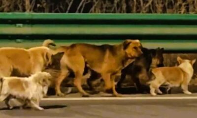 σκυλιά Κίνα, επτά σκυλιά Τσανγκτσούν, απόδραση σκύλων, εργοστάσιο κρέατος σκύλων, κλοπή κατοικίδιων, 17 χιλιόμετρα, επιστροφή στο σπίτι, φιλοζωική Κίνα, viral βίντεο σκύλοι, επτά αδέλφια, seven dogs China, Changchun dogs, dog meat trade China, escaped dogs, 17km journey, dogs returning home, dog meat factory, animal rescue China, viral China dogs, Bitter Coffee Stray Dog Base, skyloi Kina, epta skyloi, Changchun, apodrasi skylon, kreas skylou, klopi katoikidion, epistrofi sto spiti, filozoiki, viral video skyloi,