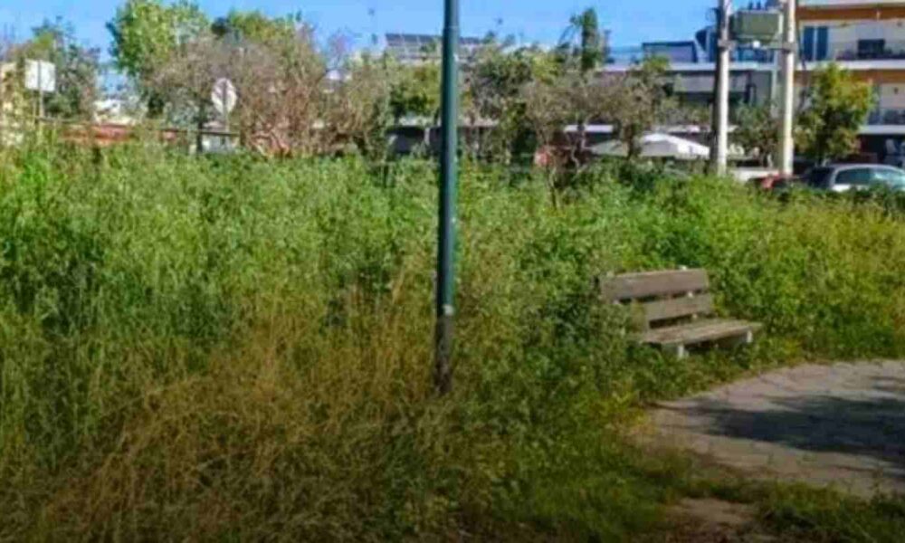 Πλατεία Παπανδρέου, Papandreou Square, Πάτρα, Patras, Ψαροφάι, Psarofai, Δήμος Πατρέων, Municipality of Patras, εγκατάλειψη πλατειών, abandoned public squares, ψηλά χόρτα, overgrown grass, καθαρισμός κοινόχρηστων χώρων, public space maintenance, δημόσια υγεία, public health, κίνδυνος πυρκαγιάς, fire hazard, φίδια στην πόλη, snakes in urban areas, τρωκτικά, rodents, παράπονα κατοίκων, residents complaints, ποιότητα ζωής, quality of life, ασφάλεια παιδιών, child safety, τοπικά νέα Πάτρα, Patras local news, αστικό πράσινο, urban greenery, αδιαφορία δήμου, municipal neglect.