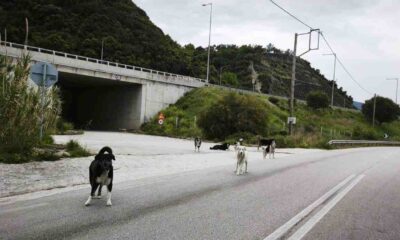 Αδέσποτα Πάτρα, αγέλη σκύλων, Παλιά Εθνική Οδός, Δήμος Πατρέων, οδική ασφάλεια, κίνδυνος ατυχήματος, προστασία ζώων, καταγγελία πολίτη,adespota Patra, ageli skylon, Palia Ethniki Odos, Dimos Patreon, odiki asfaleia, kindynos atychimatos, prostasia zoon, kataggelia politi, stray dogs Patras, stray dog pack, Old National Road Greece, Patras Municipality, road safety issues, animal welfare Patras, public safety risk,