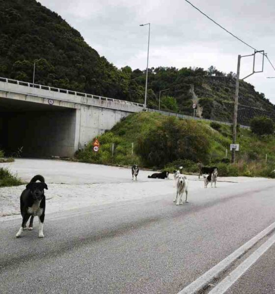 Αδέσποτα Πάτρα, αγέλη σκύλων, Παλιά Εθνική Οδός, Δήμος Πατρέων, οδική ασφάλεια, κίνδυνος ατυχήματος, προστασία ζώων, καταγγελία πολίτη,adespota Patra, ageli skylon, Palia Ethniki Odos, Dimos Patreon, odiki asfaleia, kindynos atychimatos, prostasia zoon, kataggelia politi, stray dogs Patras, stray dog pack, Old National Road Greece, Patras Municipality, road safety issues, animal welfare Patras, public safety risk,