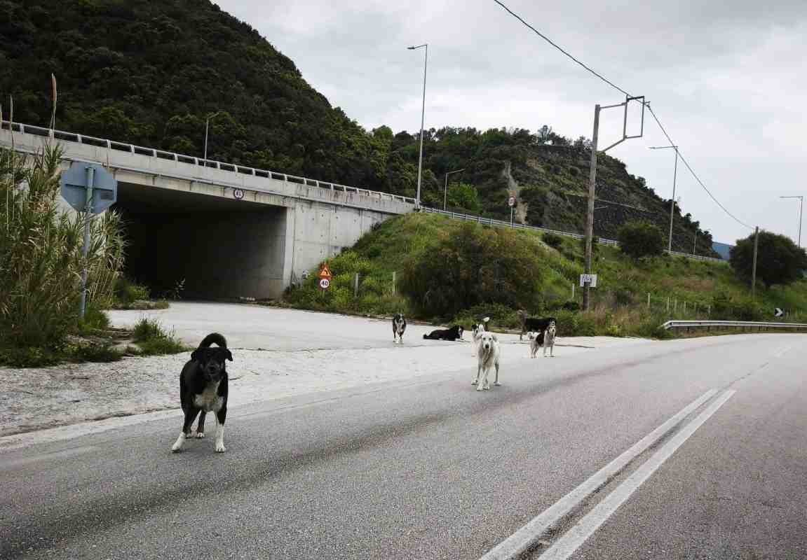 Αδέσποτα Πάτρα, αγέλη σκύλων, Παλιά Εθνική Οδός, Δήμος Πατρέων, οδική ασφάλεια, κίνδυνος ατυχήματος, προστασία ζώων, καταγγελία πολίτη,adespota Patra, ageli skylon, Palia Ethniki Odos, Dimos Patreon, odiki asfaleia, kindynos atychimatos, prostasia zoon, kataggelia politi, stray dogs Patras, stray dog pack, Old National Road Greece, Patras Municipality, road safety issues, animal welfare Patras, public safety risk,