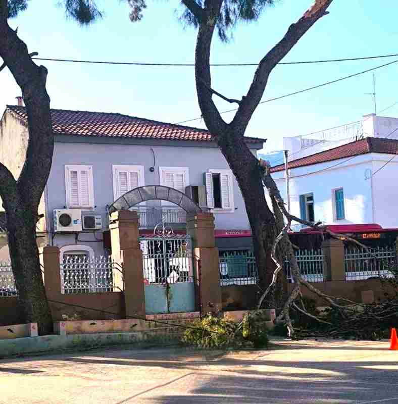 Εγλυκάδα, σχολείο Εγλυκάδα, πτώση δέντρου, σχολείο Πέλοπος, Δήμος Πατρέων, ασφάλεια στα σχολεία, κλάδεμα δέντρων, καλώδιο ΔΕΗ, ατύχημα σε σχολείο, σχολική αυλή, Eglykada, Eglykada school, tree fall school, Pelopos street, Patras municipality, school safety, tree trimming, DEI cable, school accident, schoolyard, Eglikada, ptosi dentrou, sxoleio Eglikada, dimos patreon, asfaleia sxoleia,