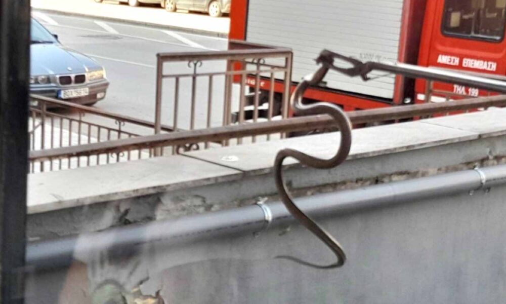 οχιά, Πάτρα, Ψαροφάι, Τράπεζα Πειραιώς, Πυροσβεστική Υπηρεσία, φίδι σε ΑΤΜ, δηλητηριώδες φίδι, ειδήσεις Πάτρα, viper, snake, Patras, Psarofai, Piraeus Bank, venomous snake, fire department Greece, snake in ATM, ochia, fidi, oxia, Patra, Piraeus Bank Patras, snake alert, news Patras,