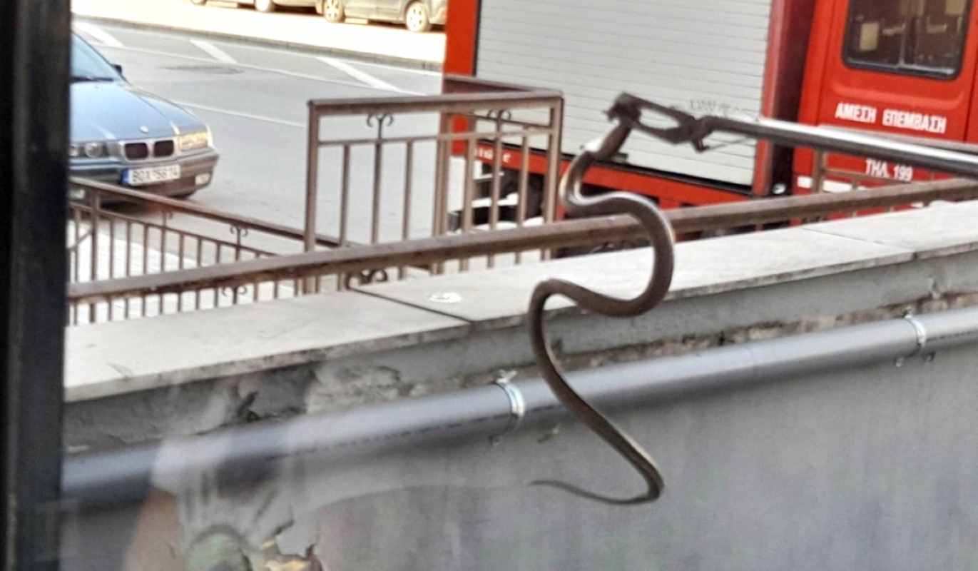 οχιά, Πάτρα, Ψαροφάι, Τράπεζα Πειραιώς, Πυροσβεστική Υπηρεσία, φίδι σε ΑΤΜ, δηλητηριώδες φίδι, ειδήσεις Πάτρα, viper, snake, Patras, Psarofai, Piraeus Bank, venomous snake, fire department Greece, snake in ATM, ochia, fidi, oxia, Patra, Piraeus Bank Patras, snake alert, news Patras,