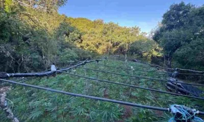 Φυτεία κάνναβης σε ύπαιθρο στα Καμένα Βούρλα Φθιώτιδας