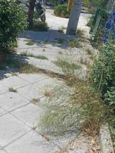 Πάτρα, Ταμπάχανα, πλατείες Πάτρα, εγκατάλειψη, καθαρισμός χόρτων, Δήμος Πατρέων, ασφάλεια παιδιών, σχολεία Πάτρα, παράπονα κατοίκων, Patras, Tabahana, Patra squares, neglect, grass cutting, Municipality of Patras, child safety, Patras schools, residents complaints, Tabaxana, plateies Patra, egkataleipsi, katharismos xorton, Dimos Patreon, asfaleia paidion, sxoleia Patra, parapona katoikon,