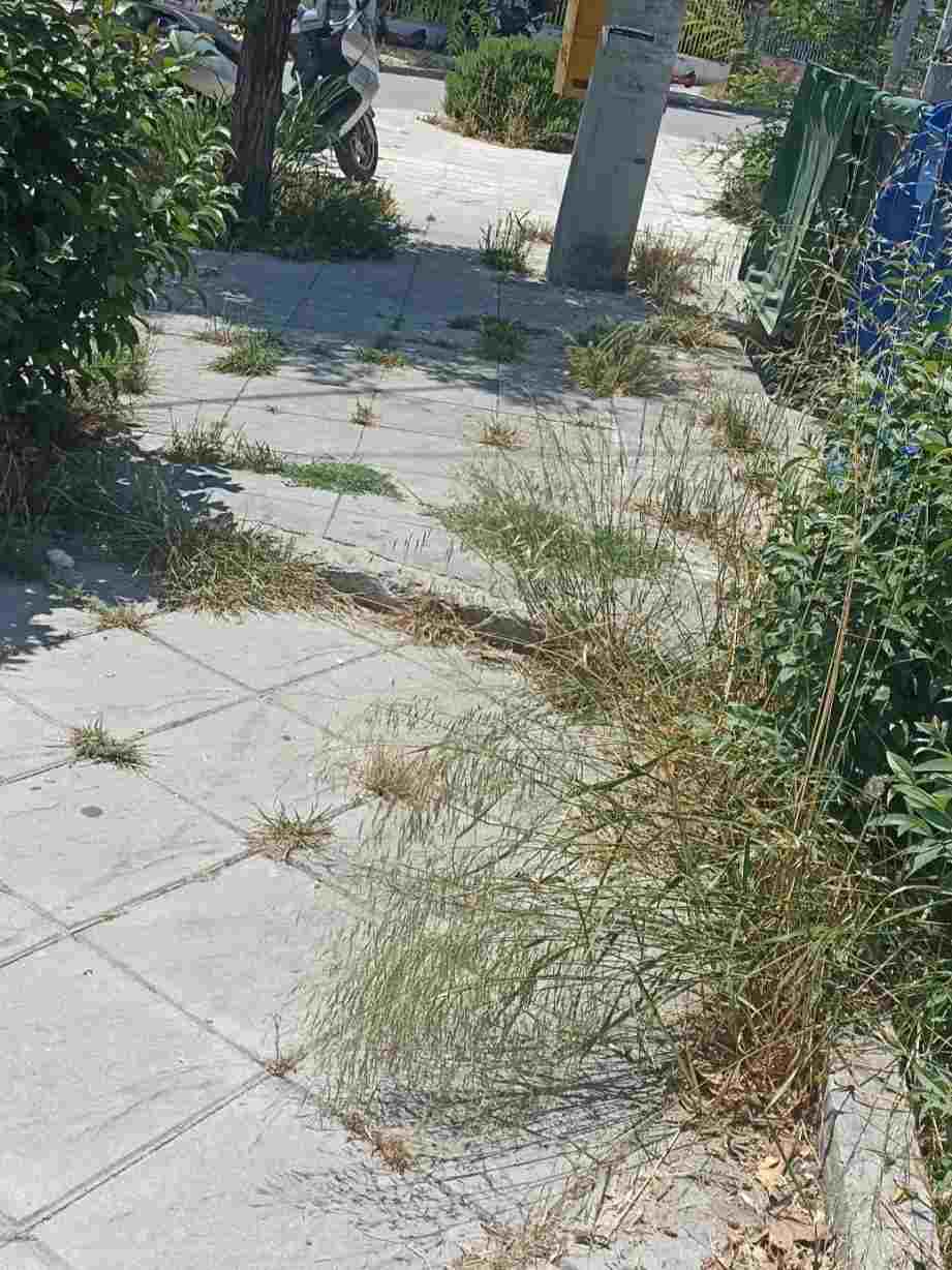 Πάτρα, Ταμπάχανα, πλατείες Πάτρα, εγκατάλειψη, καθαρισμός χόρτων, Δήμος Πατρέων, ασφάλεια παιδιών, σχολεία Πάτρα, παράπονα κατοίκων, Patras, Tabahana, Patra squares, neglect, grass cutting, Municipality of Patras, child safety, Patras schools, residents complaints, Tabaxana, plateies Patra, egkataleipsi, katharismos xorton, Dimos Patreon, asfaleia paidion, sxoleia Patra, parapona katoikon,