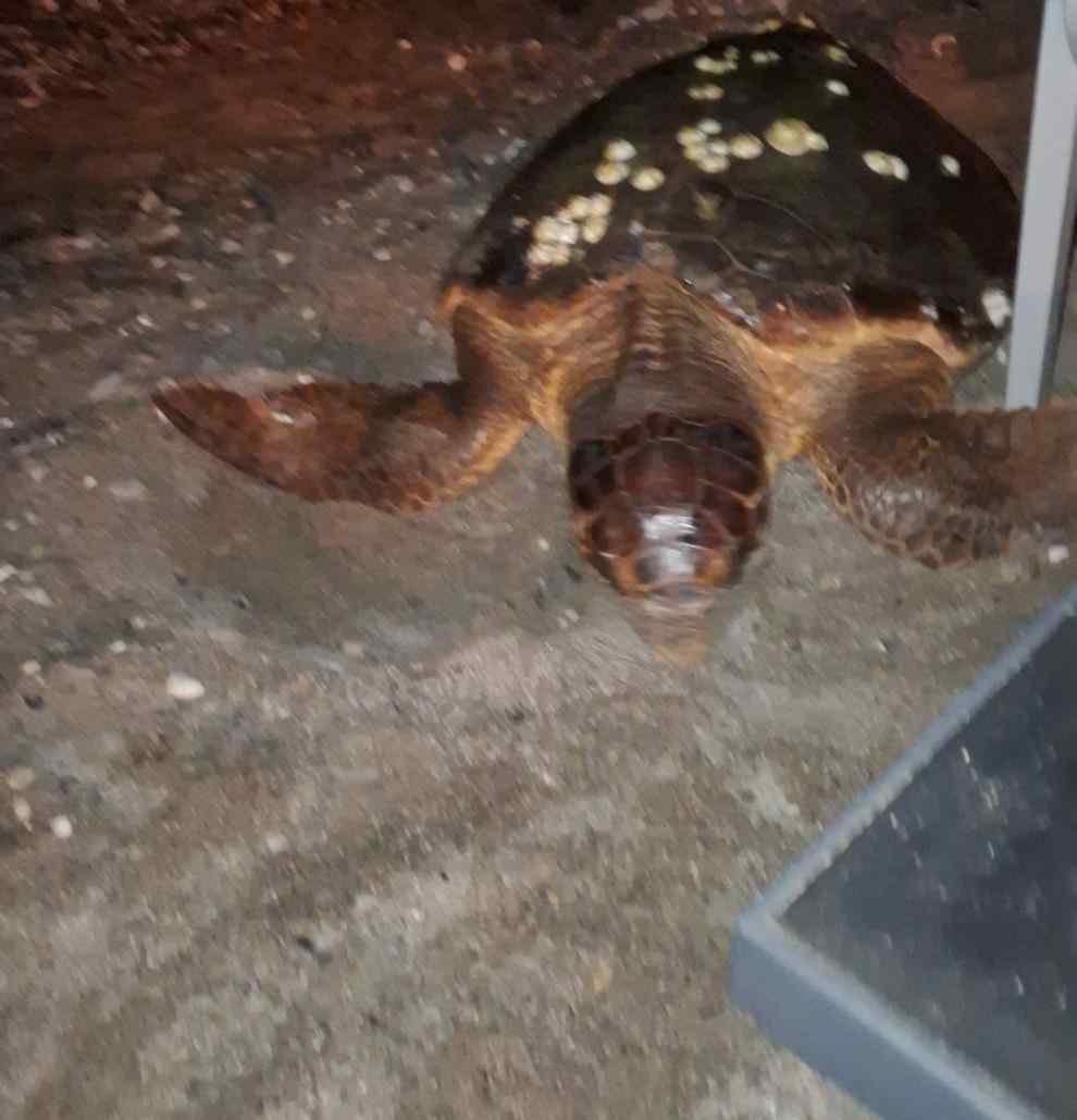 θαλάσσια χελώνα, καρέτα καρέτα, Βραχνέικα, Αχαΐα, Πελοπόννησος, νυχτερινό κατάστημα, τραπεζοκαθίσματα, προστατευόμενο είδος, Caretta caretta, sea turtle, Vrachneika, Achaia, Peloponnese, Greece, beach bar, wildlife Greece, thalassia chelona, kareta kareta, vrachneika achaia, peloponnisos,