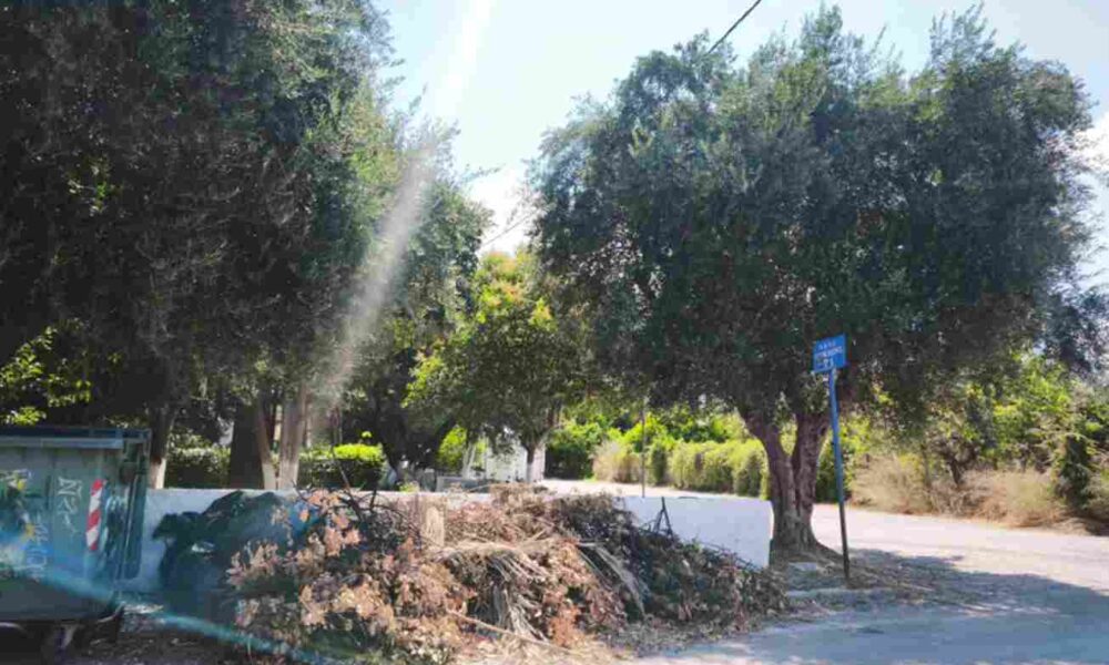 Πάτρα, οδός Ηρακλέους, κλαδιά, φωτιά, κίνδυνος πυρκαγιάς, καταυλισμός Ρομά, καθαρισμός Δήμου, Patras, Irakleous street, dry branches, fire hazard, Roma camp, municipality cleanup, Patra, odos Irakleous, k संदेश, fotia, kindynos pyrkagias, katavlismos Roma, katharismos Dimou,