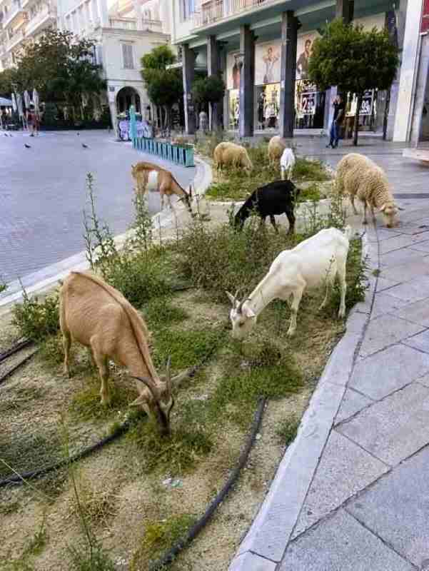 Πλατεία Γεωργίου, Πάτρα, αγριόχορτα, Γιώργος Αβράμης, τεχνητή νοημοσύνη, σάτιρα, Βοσκώ στην Πάτρα 2026, ειδήσεις Πάτρα, viral, Πάτρα ειδήσεις σήμερα, Patras, Plateia Georgiou, Georgiou Square, George Square Patras, AI Patras, George Avramis, satire Patras, weeds Patras, Patra eidiseis, Plateia Georgiou Patra,