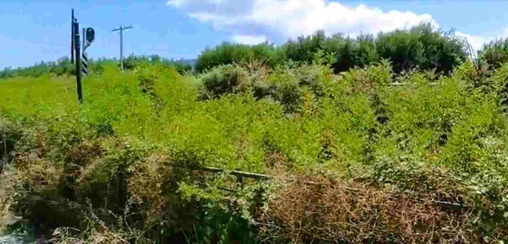 Πάτρα, Έξω Αγυιά, οδός Αθηνών, σιδηροδρομικές γραμμές, ξερά χόρτα, κίνδυνος πυρκαγιάς, αντιπυρική περίοδος, αποψίλωση, καθαρισμός γραμμών, ΟΣΕ, Patras, Exo Agyia, Athinon street, railway tracks, dry grass, fire hazard, fire season, weeding, track cleaning, OSE, Patra, Ekso Aguia, sidirodromikes grammes, kera xorta, kindynos pyrkagias, antipyriki periodos, apopsilosi, katharismos grammon,