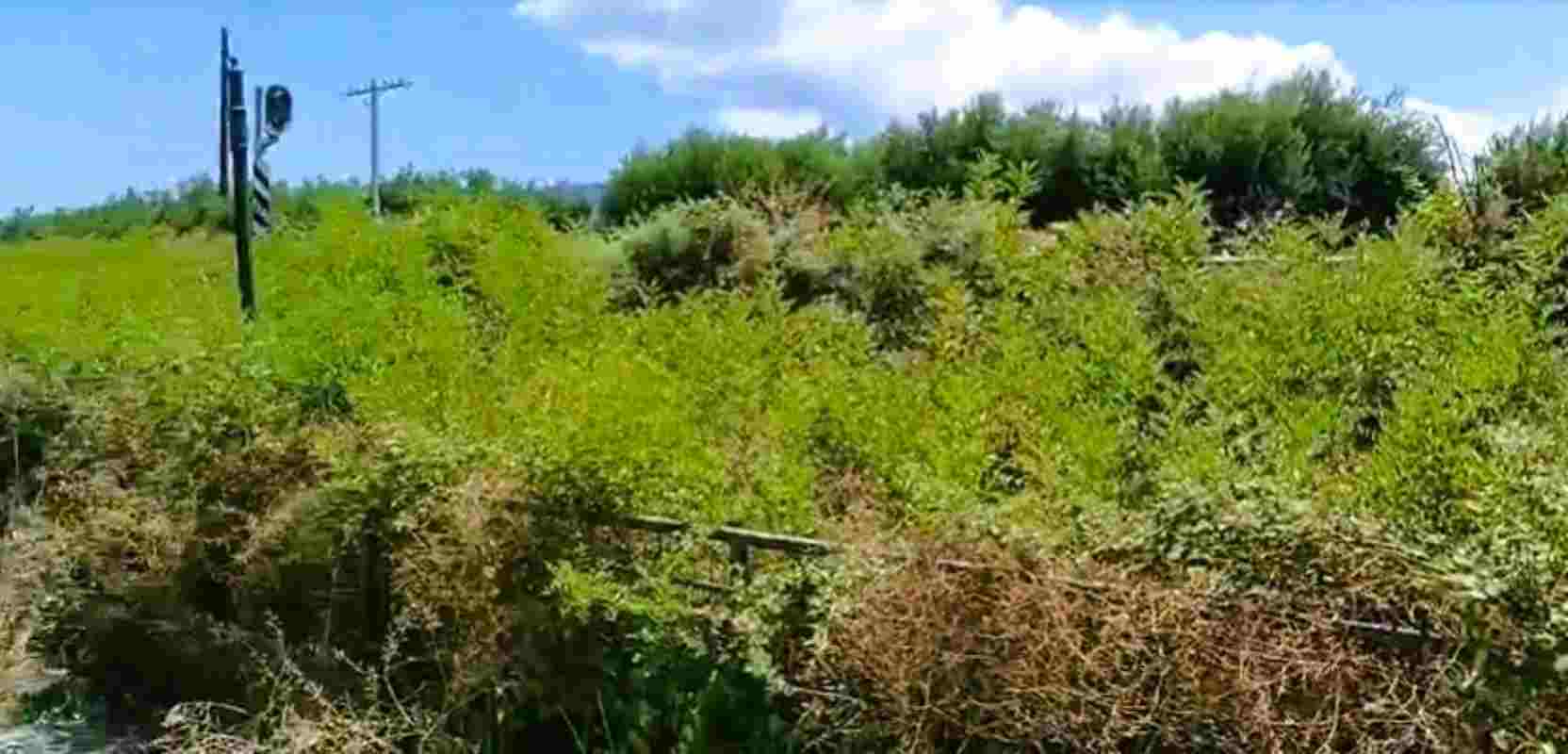 Πάτρα, Έξω Αγυιά, οδός Αθηνών, σιδηροδρομικές γραμμές, ξερά χόρτα, κίνδυνος πυρκαγιάς, αντιπυρική περίοδος, αποψίλωση, καθαρισμός γραμμών, ΟΣΕ, Patras, Exo Agyia, Athinon street, railway tracks, dry grass, fire hazard, fire season, weeding, track cleaning, OSE, Patra, Ekso Aguia, sidirodromikes grammes, kera xorta, kindynos pyrkagias, antipyriki periodos, apopsilosi, katharismos grammon,