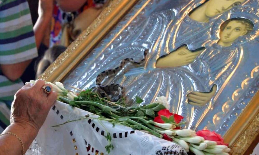 φιδάκια της Παναγίας, Κεφαλονιά, Μαρκόπουλο, Αργίνια, Δεκαπενταύγουστος, αγιώφιδο, Παναγία Φιδούσα, Παναγία Λαγγουβάρδα, Telescopus fallax, ερπετολογία, θρησκευτικό έθιμο, Holy Snakes of Kefalonia, Kefalonia snakes, Virgin Mary snakes, Markopoulou, Arginia, Cat snake, European cat snake, Greece religious customs, snakes of Mary, fidakia tis Panagias, Kefalonia, agiofido, Panagia Fidousa, Langouvarda, Dekapentavgoustos,
