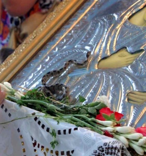 φιδάκια της Παναγίας, Κεφαλονιά, Μαρκόπουλο, Αργίνια, Δεκαπενταύγουστος, αγιώφιδο, Παναγία Φιδούσα, Παναγία Λαγγουβάρδα, Telescopus fallax, ερπετολογία, θρησκευτικό έθιμο, Holy Snakes of Kefalonia, Kefalonia snakes, Virgin Mary snakes, Markopoulou, Arginia, Cat snake, European cat snake, Greece religious customs, snakes of Mary, fidakia tis Panagias, Kefalonia, agiofido, Panagia Fidousa, Langouvarda, Dekapentavgoustos,