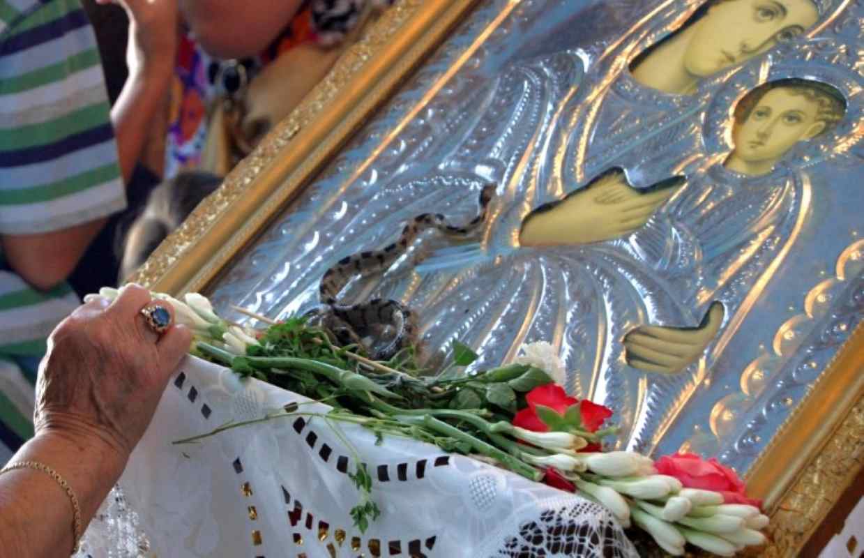 φιδάκια της Παναγίας, Κεφαλονιά, Μαρκόπουλο, Αργίνια, Δεκαπενταύγουστος, αγιώφιδο, Παναγία Φιδούσα, Παναγία Λαγγουβάρδα, Telescopus fallax, ερπετολογία, θρησκευτικό έθιμο, Holy Snakes of Kefalonia, Kefalonia snakes, Virgin Mary snakes, Markopoulou, Arginia, Cat snake, European cat snake, Greece religious customs, snakes of Mary, fidakia tis Panagias, Kefalonia, agiofido, Panagia Fidousa, Langouvarda, Dekapentavgoustos,