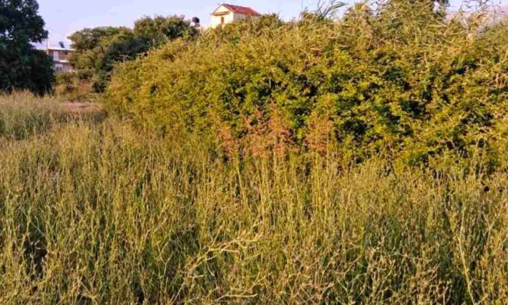 Λεύκα Πατρών, οδός Μελάνθου, ακαθάριστο οικόπεδο, κίνδυνος πυρκαγιάς, εστία μόλυνσης, Δήμος Πατρέων, καθαρισμός οικοπέδων, πολιτική προστασία Πάτρα, εγκατάλειψη κοινόχρηστων χώρων, καταγγελίες κατοίκων Πάτρα, Lefka Patra, Melanthou street Patras, Patras Municipality, uncleaned land fire hazard, Patras fire risk, public safety Patras, Lefka Patron, odos Melanthou, akatharisto oikopedo, kindynos pyrkagias, estia molynsis, Dimos Patreon, katharismos oikopedon, politiki prostasia Patra, egkataleipsi koinochriston choron, kataggelies katoikon Patra,